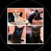 Katniss, Raven, Baby Vlad & Elaine (@katnissraven) Twitter profile photo Katniss, Raven, Baby Vlad & Elaine (@katnissraven) Twitter profile photo
