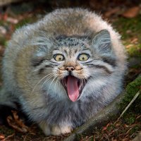 Ms.MyMind (@ms_mymind) 's Twitter Profile Photo