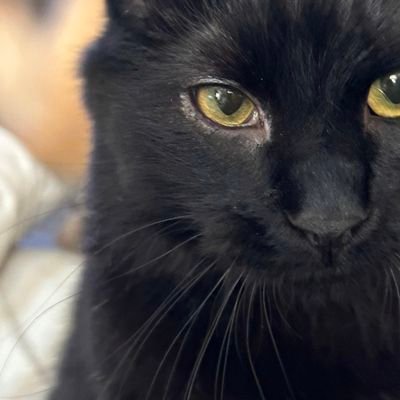 ❤ me.. i do cute stuff.. and ima wonderful wonderful cat..