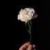 Una rosa blanca (@Lourdes87164435) Twitter profile photo