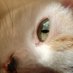 ねこ (@somari_nekko) Twitter profile photo ねこ (@somari_nekko) Twitter profile photo