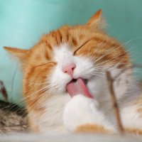 Sho (@sho_progra) 's Twitter Profile