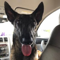 Joeseph Kingston (@mutantdutch) 's Twitter Profile