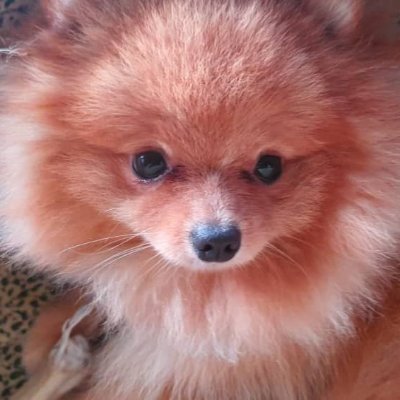 Cosmicgoat01's profile picture. 