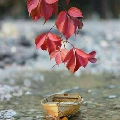 Bhuparsh2013's profile picture. 