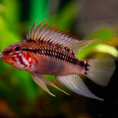 MasterSmz's profile picture. 