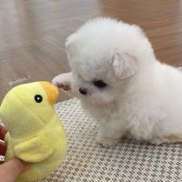 LuckyPuppy77(@PuppyL777) 's Twitter Profile Photo