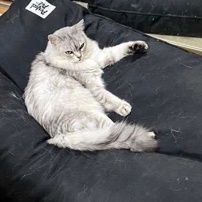 bernardized's profile picture. talented technologist with an interest in politics