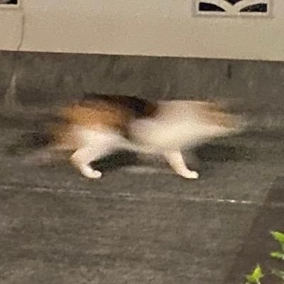 tunikkeworar's profile picture. 癒しをください