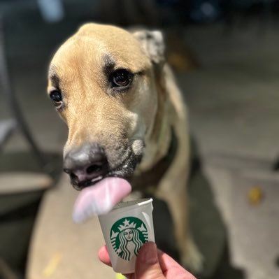 KAOS_Pup40's profile picture. Dog Tweeting here! 🐕 Got some real genes somewhere…Dolphins Fan since 1980. #FinsUp New account.