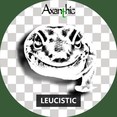 Repmaru_T's profile picture. チームAxanthic。繁殖成功を目指して日夜奮闘中！ニシアフのブリーダーになるのが夢。