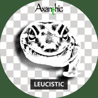 道🗻MICHI 爬虫類ショップAxanthic【チーフ】 (@repmaru_t) Twitter profile photo