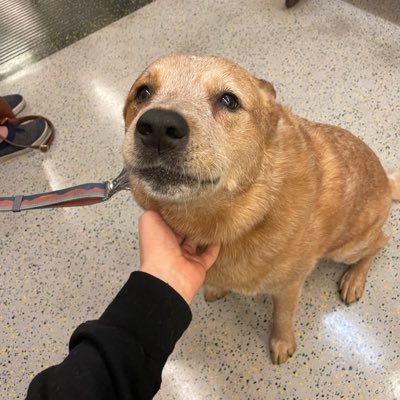 Dan_YIMBY's profile picture. YIMBY extremist