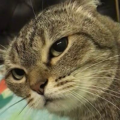 Afif_MNM's profile picture. sorry