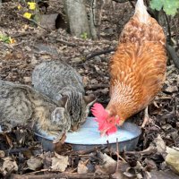 I come here for the cat stories. (@kate_berridge) 's Twitter Profile