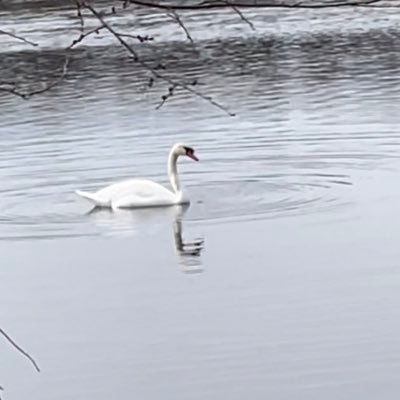 birdsarecoolbro's profile picture. 