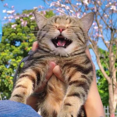 バウンティアカウント取られて萎えてるので誰かください🙇‍♀️