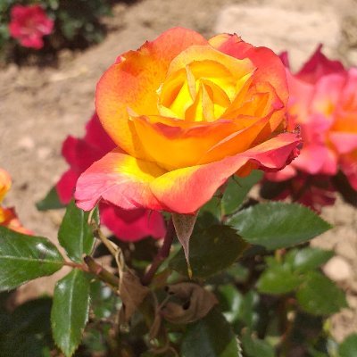 رسولُ اللّهِ صلى الله عليه و آله : أفضَلُ الجِهادُ كَلِمَةُ عَدلٍ عِندَ إمامٍ جائرٍ.