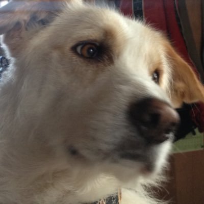 yahe_i's profile picture. オタク