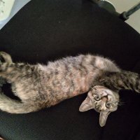 てち (@techitan2) 's Twitter Profile