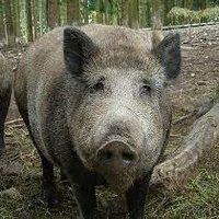 CzarnyDzik_1384 (@dziku_xx) 's Twitter Profile