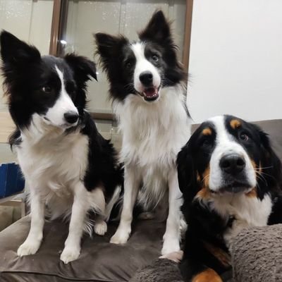 BorderCollie/メイリー♀(2021/01/10🎂)Bernese/ナナリー♀(2021/04/29🎂)BorderCollie/ラウリー♂（2021/04/04🎂）3にゃんズ(フォリ・シェリ・ティリ)の成長記📗🐾