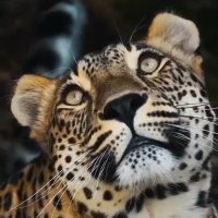 Stella Loriato (@loriatoleatitia) 's Twitter Profile Photo
