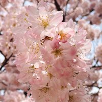くもり (@aty_lv) 's Twitter Profile