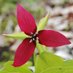Trillium Tracker (@onparbar) Twitter profile photo Trillium Tracker (@onparbar) Twitter profile photo
