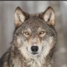 Truth_Wolf69's profile picture. Hunter, Son, Brother and Seeker of Truth