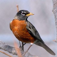 Birdie Breeding (@birdiebree41004) 's Twitter Profile