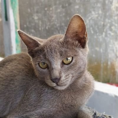 kanakidal2's profile picture. Akun lama :')