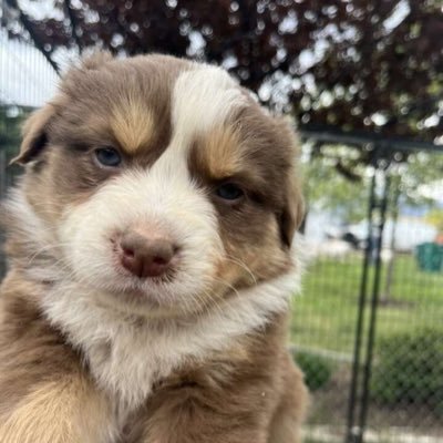 cozypercy's profile picture. Very cozy