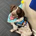 Buddy The Therapy Dog (@buddybootherapy) Twitter profile photo