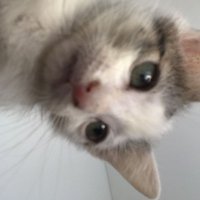 Zaratustra (@zaratustra_l) 's Twitter Profile