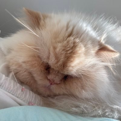 gababalee's profile picture. 