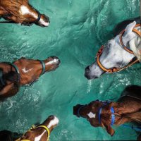 Mashael (@mashael3a2) 's Twitter Profile