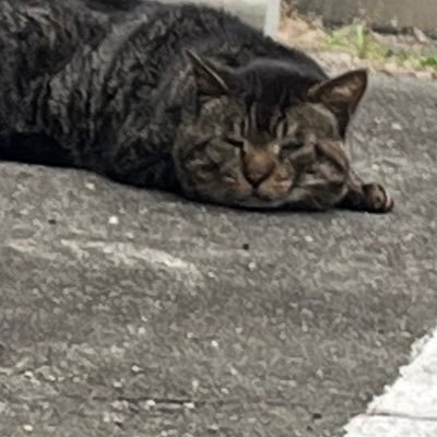 Takahashi0w2p1's profile picture. 現在2年目(保有資格:IPA-IT/linux essentials/ LPIC-L1/AWS-CLF)/next→ccna or 201 orSAA/趣味は猫観察