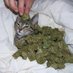 peefy (@bonkybrain420) Twitter profile photo peefy (@bonkybrain420) Twitter profile photo