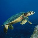 Laura Bate - @lauraluv099 - Twitter