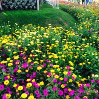 SA (@i3cg_1) 's Twitter Profile