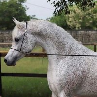 تميم (@anbr66) 's Twitter Profile