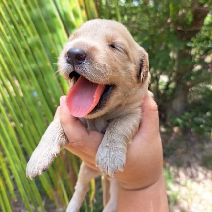 Costa Rica, Guanacaste 🏝🐾💕
https://t.co/VxShwxSSTm
Venta de cachorros Golden Retriever🐾
Info al 61504190✨