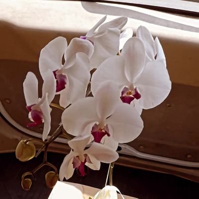 Yaya_2090's profile picture. Nyari jodoh jalur twitter bisa ga sih?
serius yaa..or minimal ga aneh2 😂
Boleh juga kok dibeli jualanku 😂