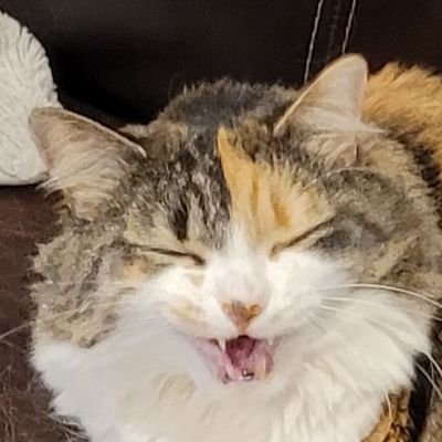 AlexHandshake's profile picture. 