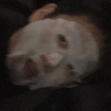 ナッツさんのプロフィール画像