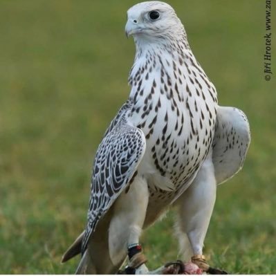 abobander6262's profile picture. 