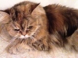 halataw's profile picture. L’uomo propone e Dio dispone.