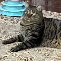 catshit9999 (@catshit9999) 's Twitter Profile