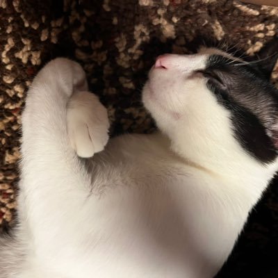 Aneさんのプロフィール画像
